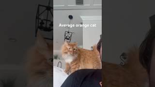 Silly lil guy dancin #orangecat #cat #catvideos #fyp