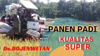 PANEN PADI KP.CILALAI DS BOJENWETAN KEC SOBANG- PANDEGLANG