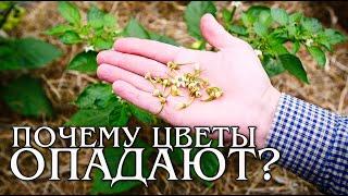 Почему опадают цветы у перца?