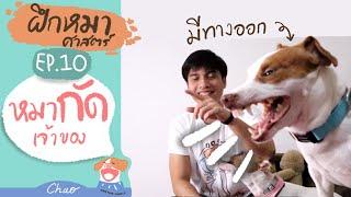 วิธีฝึกแก้หมากัด เจ้าของ ยัดมือใส่ปากหมา&การฉก  ฝึกหมาศาสตร์ EP.10