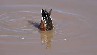 Ducks in regular and slow motion abridged Whitewater Draw Wildlife Area Arizona December 26 2022