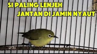 Pleci betina pancingan  pleci jantan di jamin nyaut