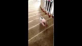 slow mo my pig achieves baby steps up the stairs