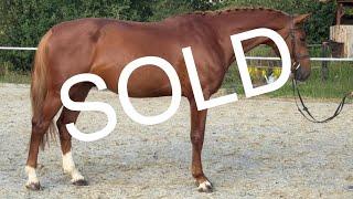 *CUTE HUNTER*COUPLE 2020 gelding by Caesar Colman x Zirroco Blue @ANSporthorses