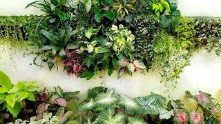 CHEAPEST EASIEST QUICKEST DIY LIVING WALL REARRANGEMENT+ ADVANTAGES OF BUILDING VERTICAL GARDENS