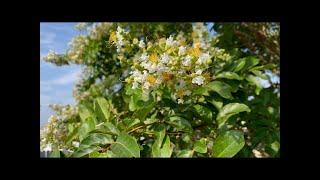 A Magical Backyard Surprise Unveiling Natures Vibrant Wonders