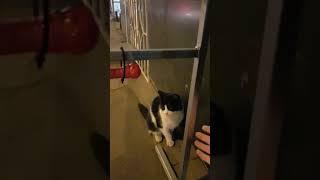 Оч крутое видео с котом
