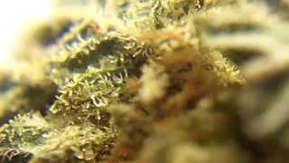 Ep 287 SoGauDa Prt 2 1080p Hd Soma Seeds Flower Review Medical Strain Weed  Buds