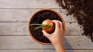 How to Save Money and the Planet by Growing Your Own Fruits & Vegetables