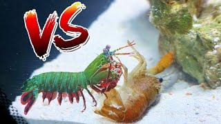 Crawfish vs Giant Mantis Shrimp *EPIC BATTLE ROYALE*