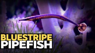 Adding Bluestripe Pipefish 17g - 10112020