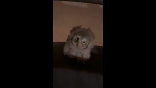 baby owl comes to visit us 