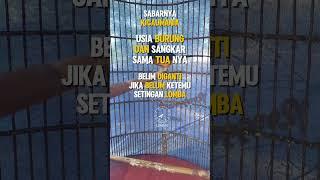 Sabarnya kicaumania belum ganti sangkar jika belum ketemu setingan lomba ‍ #kicaumania #shortfyp