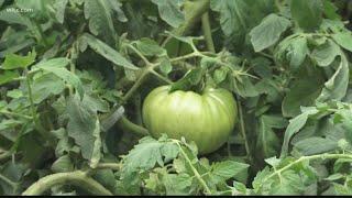 Community garden blooming at Orangeburgs homeless shelter