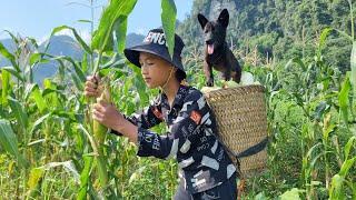 Orphan boy Nams went to pick corn to sell. It was great when everyone came to buy all of Nams corn