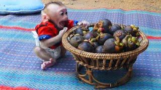 Unbelievable Pruno Cant Wait Mom Pearl Mangosteen For Him Pruno Informs Mom Eat His Favorite Fruit
