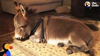 Tiny Donkey Thinks Hes Actually A Dog   The Dodo