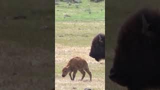 Seconds Old Baby Red Dog Staggers Into The World #wildlife #baby #yellowstonenationalpark