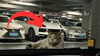 The poor stray cat bullied by its peers sat alone on the hood tears in his eyes as he met my gaze