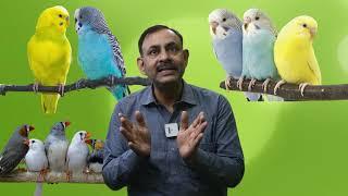 पक्षियों और तोतो को खाने में क्या क्या देना चाहिए  Birds Food  Dr Nagender Yadav