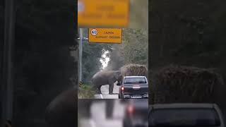 Clever Elephant Taking Road Tax from Sugarcane Trucks