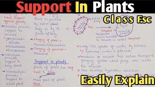 Introduction Support And Movement  Support In Plants  Class 12 Biology