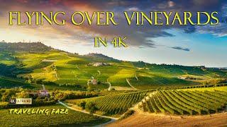 Its HAPPY HOUR Vineyards Around the World in 3 Hours 4K SCREENSAVER