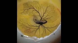 Ink injected into Yolk Sac of Chick Embryo