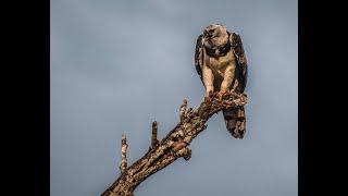 Harpy Eagle Eyes Edit 2 by Jeremy Fisher