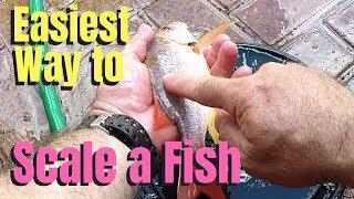 Easiest way to scale a fish