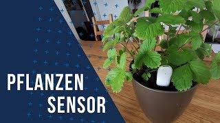 Xiaomy Flower Care Pflanzensensor  Plant Monitor  Überwache die Feuchtigkeit deiner Pflanzen