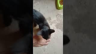 Kucing lagi minum air putih#shorts  #videoshorts #cats