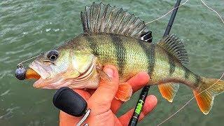 PERCH FISHING FROM SHORE