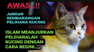 AWAS...HATI-HATI DALAM MEMELIHARA KUCING DALAM ISLAM ADA BEBERAPA CARA YANG BAIK