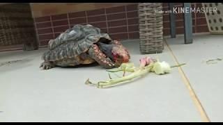 Feeding Lovely turtles