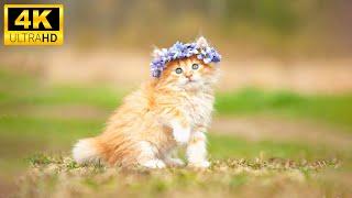 Baby Animals - Collection Of Lovely Relaxing Moments Of Baby Animals Around Us With Relaxing Music