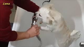 How To Wash And Dry Your German Spitz