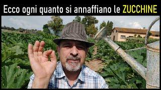 Ecco quanto e quando si annaffiano le zucchine per non farle diventare amare