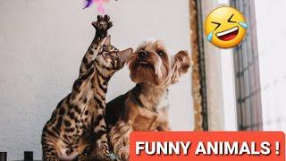 FUNNY AND ENTERTAINING MOMENTS OF ANIMALS  AND PETS  BEST COMPILATION 