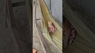 Nhị Ca trị Mèo cam Nùi Dẻ biết bảo vệ đàn em #khethui #cat #funny #animals #pets