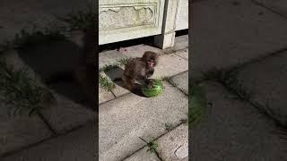 #shorts monkey home funny monkey gif   monkey sounds in forest