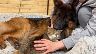 Adorable Bond Between German Shepherd and A Pregnant Cat