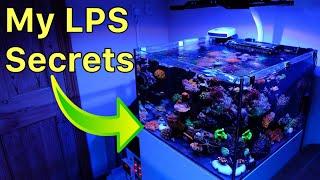 Keeping LPS Corals My Secrets Revealed How I Run This Tank - FULL Rundown