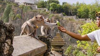 The Bartering Monkeys of Bali  Planet Earth III  BBC Earth