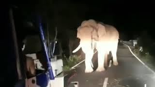 Elephant roaring  dhimbam ghat road  night at forest  elephant  #elephant #forest #nightride