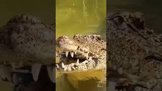 crocodile crushing crab shell and eating