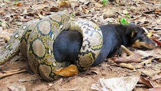 Snakes attack everyone  The dog fought to the last it’s hard to believe but he did it