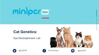 Cat Genetics Dye Electrophoresis Lab from miniPCR bio™