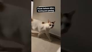 #shorts #cats #indonesia #kucinglucu #catsfunnyvideos #kucingviral #lucubanget #viral