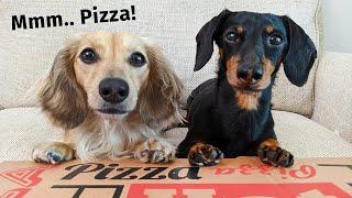The Dogs ATTEMPT To Order a Pizza - Get Busted by Eufy Pet Camera